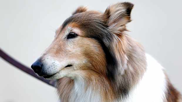 texas-am-dog-reveille-dies.jpg